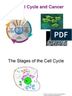 The Cell Cycle and Cancer