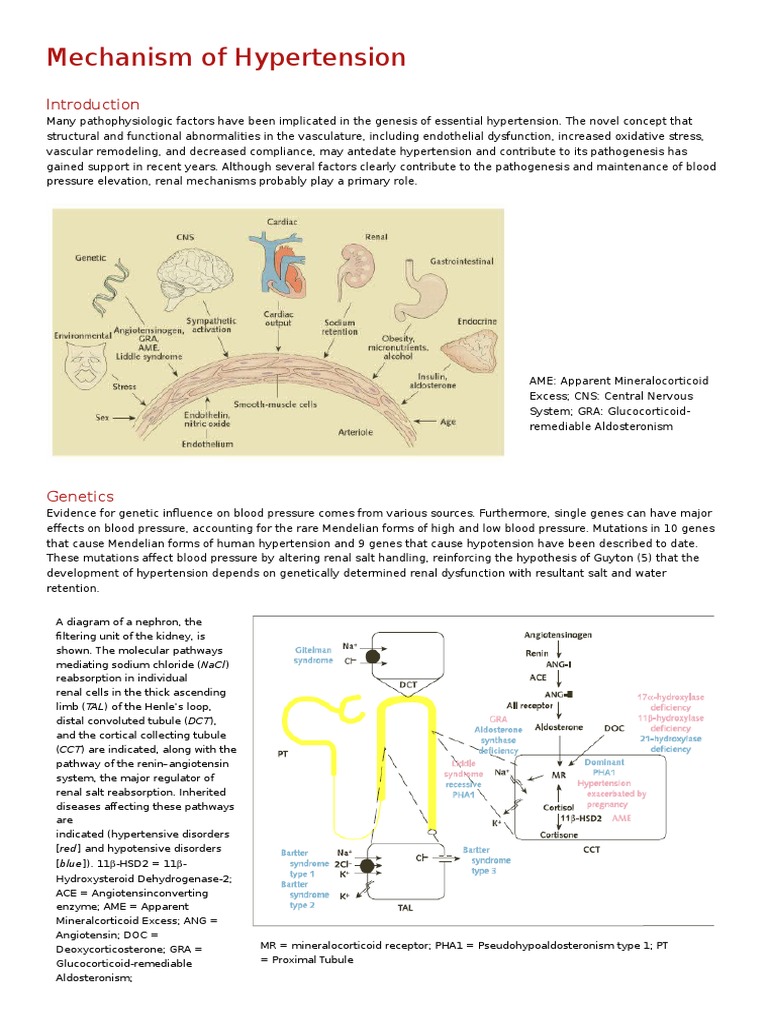 Mechanisms of Human Hypertension | PDF | Kidney | Angiotensin