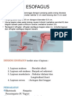 Anatomi Esofagus