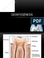 ODONTOGÉNESIS