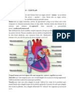 Anatomia Aparatului Cardiovasculat