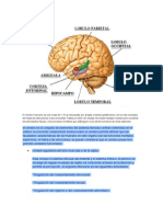 El Cerebro Humano, el cerebr