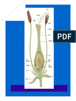 Flor Fruto Semilla 2015