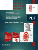 Anatomia de La Boca