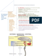 Sistema Nervioso