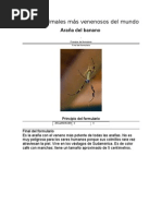 Download Los 25 animales ms venenosos del mundo by irre_1000 SN27085569 doc pdf