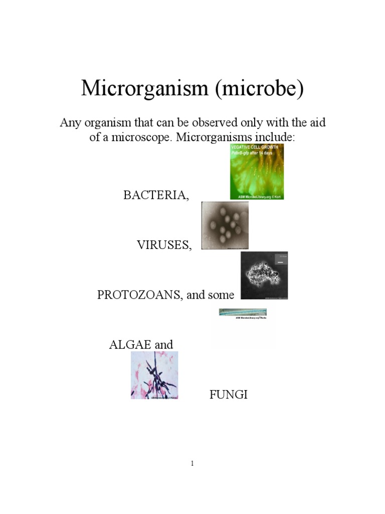 Understanding Microorganisms and Food Microbiology | PDF