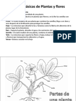 Partes Basicas de Plantas y Flores