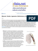 Músculo Tendón Ligamento Definiciones y Características Eva