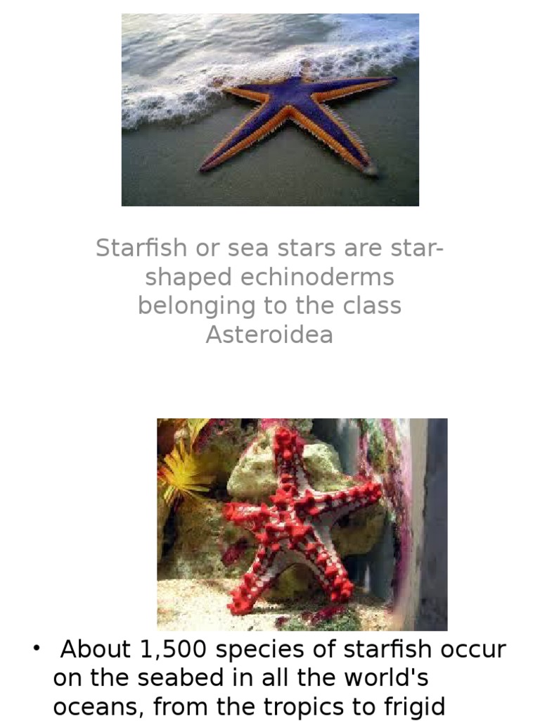 Starfish or Sea Stars Are Star-Shaped Echinoderms Belonging To The ...