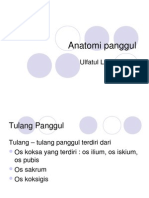 Anatomi Panggul PDF