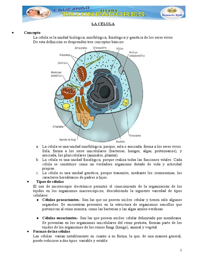 Estructura y tipos de células | PDF | Citoplasma | Biología Celular)