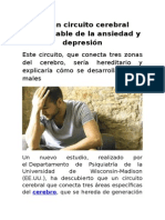 Hallan Circuito Cerebral Responsable de La Ansiedad y Depresión