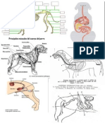 Anatomia de Los Perros