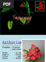 Download anthurium by dhinglijay SN27101073 doc pdf
