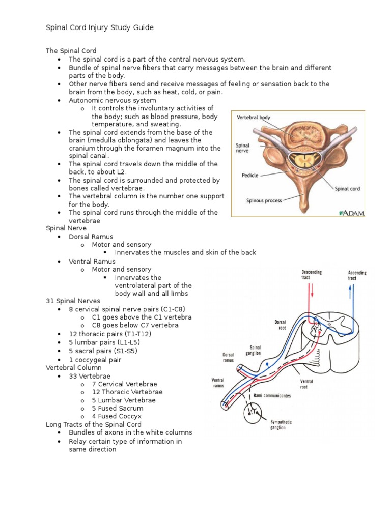 Spinal Cord Injury Study Guide | PDF | Vertebral Column | Spinal Cord