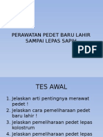 6.melaksanakan Perawatan Pedet Sampai Sapih