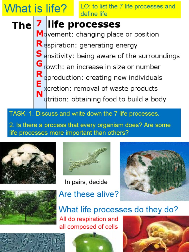 Understanding the 7 Life Processes | PDF | Photosynthesis | Cellular ...