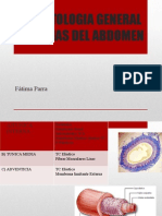 Arterias Del Abdomen