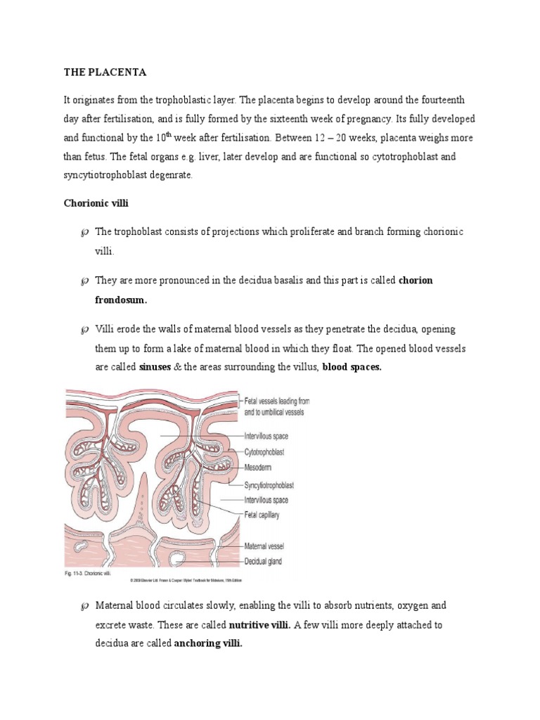 The Placenta | PDF | Placenta | Fetus