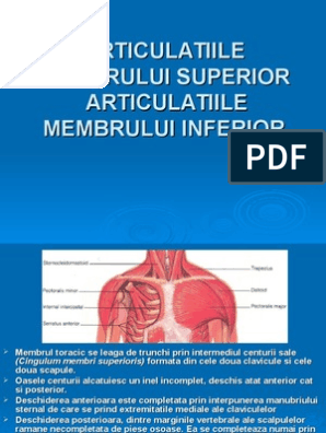 articulatia membrului superior