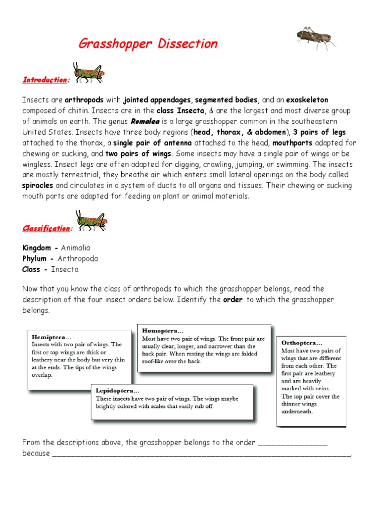 Grasshopper Dissection | PDF | Insects | Human Digestive System