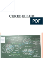 MicroB Pracs Cerebellum