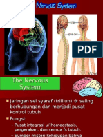 The Nervous System