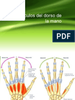 Musculos Del Dorso de La Mano