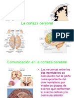 La Corteza Cerebral