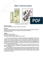 Artemísia - Erva do fogo para saúde e longevidade