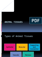 Animal Histology