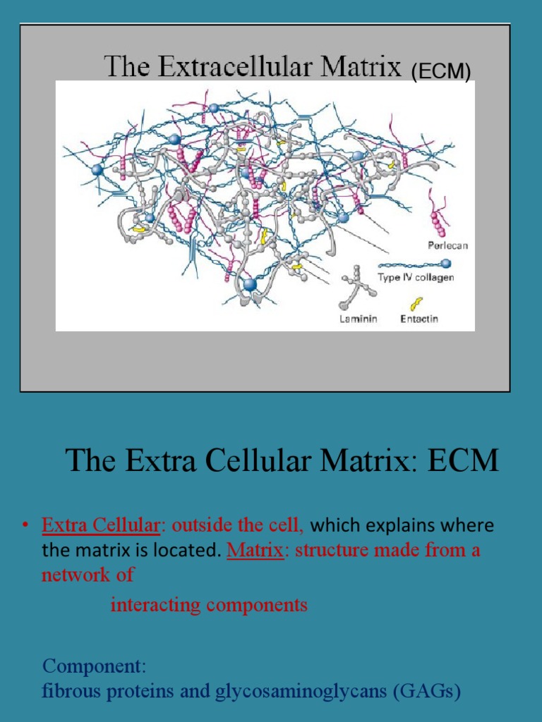 ECM (matriks ekstraseluluer) Extracellular Matrix Matrix (Biology)