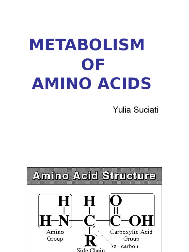 Overview of Amino Acid Metabolism | PDF | Biosynthesis | Transaminase