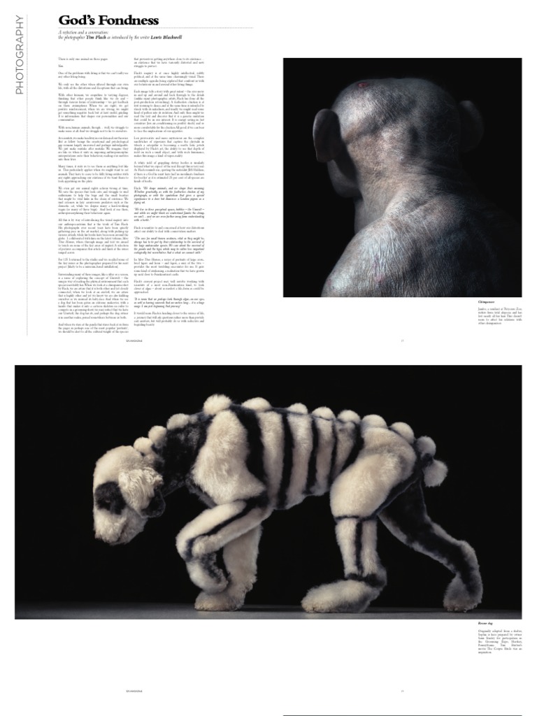 Tim Flach's Feline Perspectives | PDF | Chimpanzee | Cats
