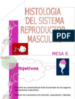 Histo Reproductormasculino 110529172830 Phpapp02 (1)