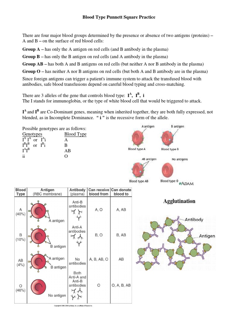 worksheet Punnett Square Practice Worksheet Answers codominance punnett square worksheet free worksheets library incomplete dominance and blood type square