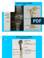 2010.02.24..aula13.14.fatec - Anatomia. Radiológica Da Cintura Pélvica