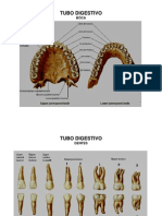 2010.03.11.aula27.28.fatec - Anatomia Radiológica Do Abdome