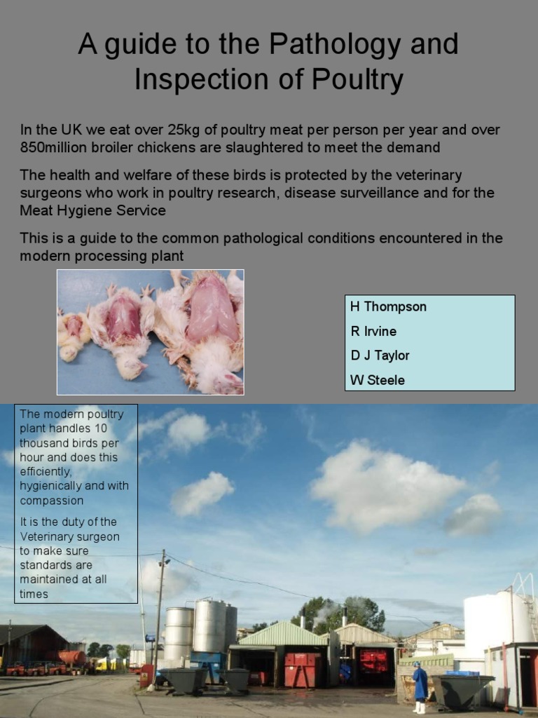 A Guide To The Pathology and Inspection of Poultry: H Thompson R Irvine ...