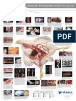 Poultry Anatomy
