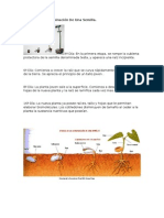 Etapas de La Germinación de Una Semilla Semilla