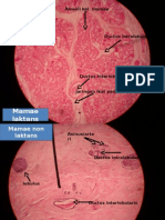 Histologi Obgyn