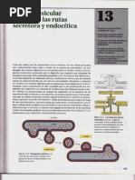P3-C13 - Tráfico Vesicular Mediante Las Rutas Secretora y Endocítica