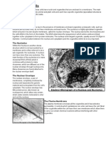 Eukaryotic Cells