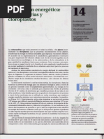 P3-C14 - Conversión Energética. Mitocondrias y Cloroplastos