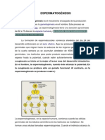 Espermatogénesis PDF