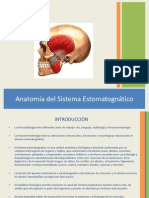 1Anatomia Del Sistema Estomatognatico.