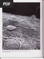 P4-C20 - Células Germinales y Fecundación