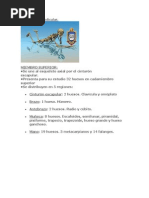 Esqueleto Apendicular